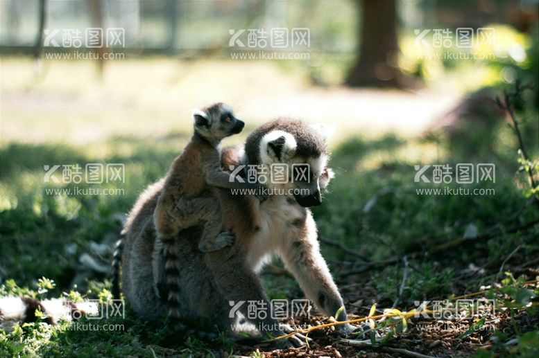 编号：45128412210617072185【酷图网】源文件下载-狐狸