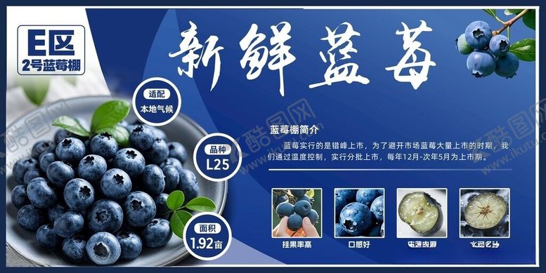 编号：57276805250431271511【酷图网】源文件下载-新鲜蓝莓宣传海报展示