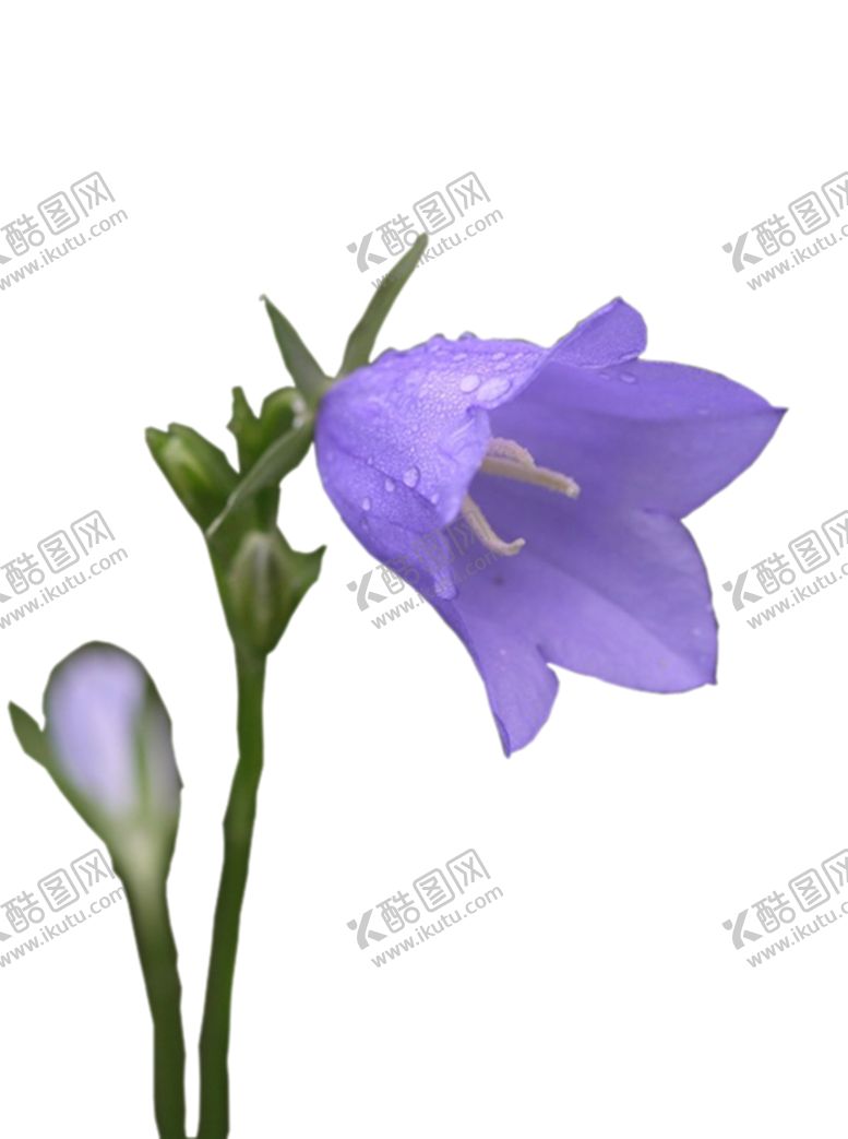 编号：89972105180617018304【酷图网】源文件下载-风铃草