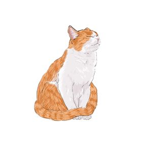 卡通猫