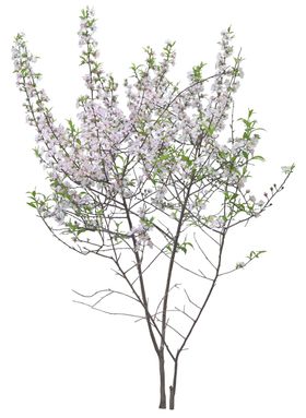 免扣植物素材图片花草矢量树马路