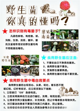 野生菌海报