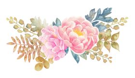 牡丹花