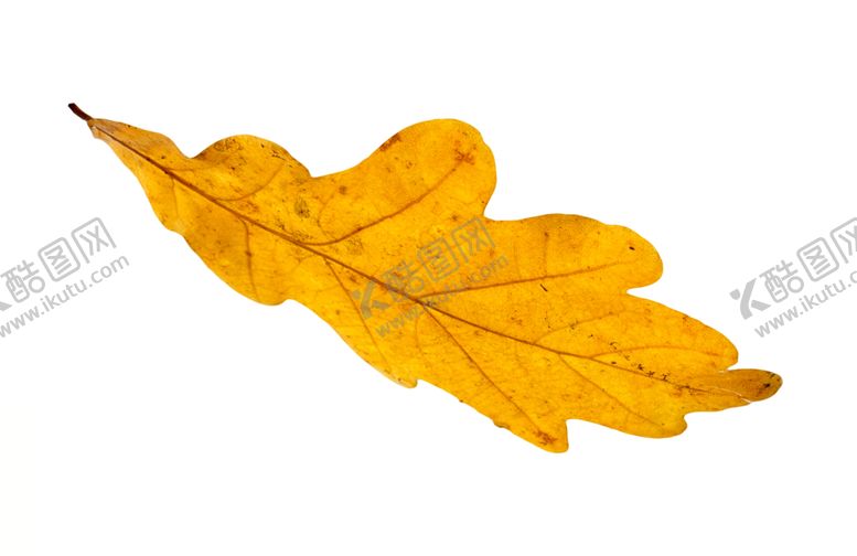 编号：30860710300849172206【酷图网】源文件下载-枫叶