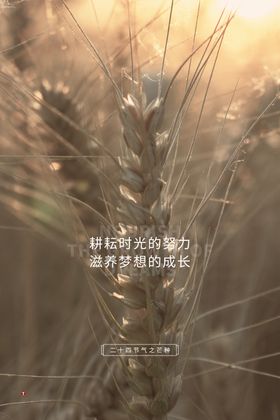 芒种海报