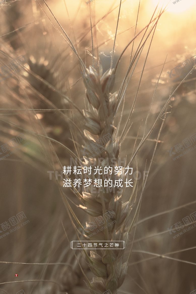 编号：32594706170054056334【酷图网】源文件下载-芒种海报