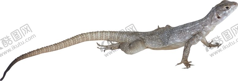 编号：76489409261526507231【酷图网】源文件下载-壁虎