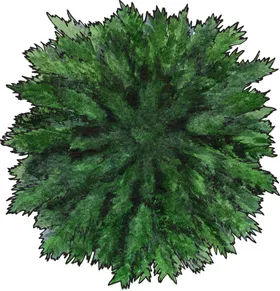 手绘植物