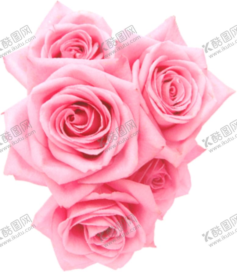编号：32893805042119402146【酷图网】源文件下载-玫瑰花