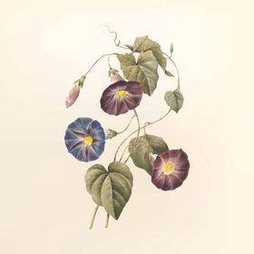 手绘牵牛花鲜花分层素材