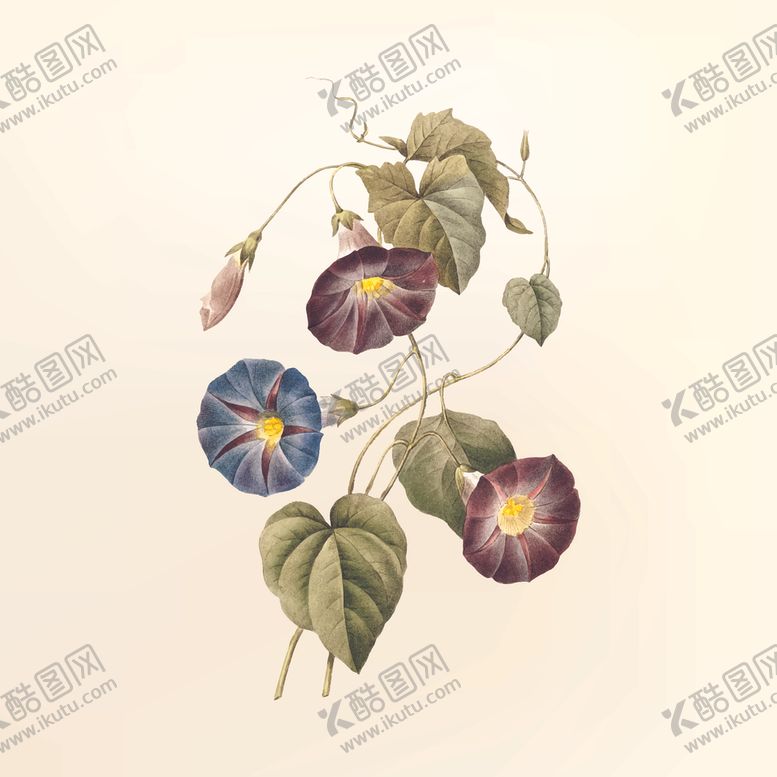 编号：13314810171150495993【酷图网】源文件下载-牵牛花手绘牵牛花