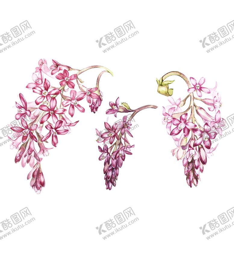 编号：98249710111425253266【酷图网】源文件下载-多肉植物花朵绘画素材