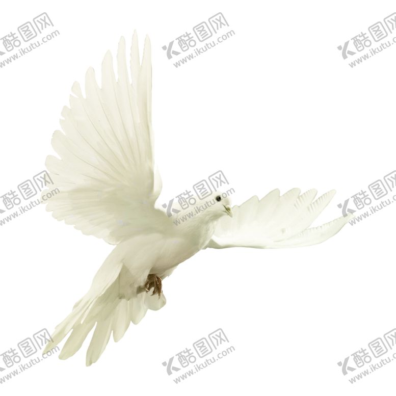 编号：26138810081534297241【酷图网】源文件下载-鸽子