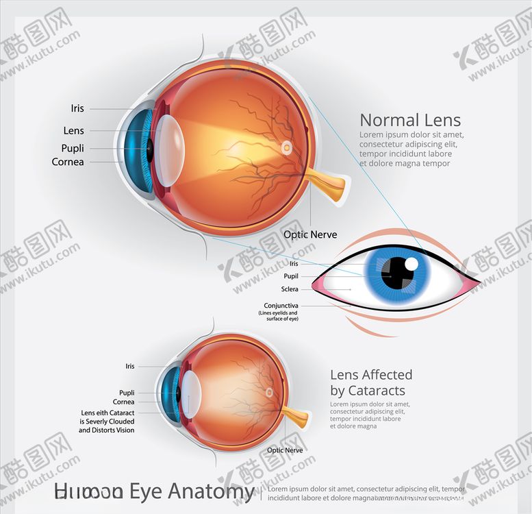 编号：37179809282227509628【酷图网】源文件下载-眼睛视网膜