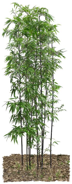 免扣植物树木素材图片