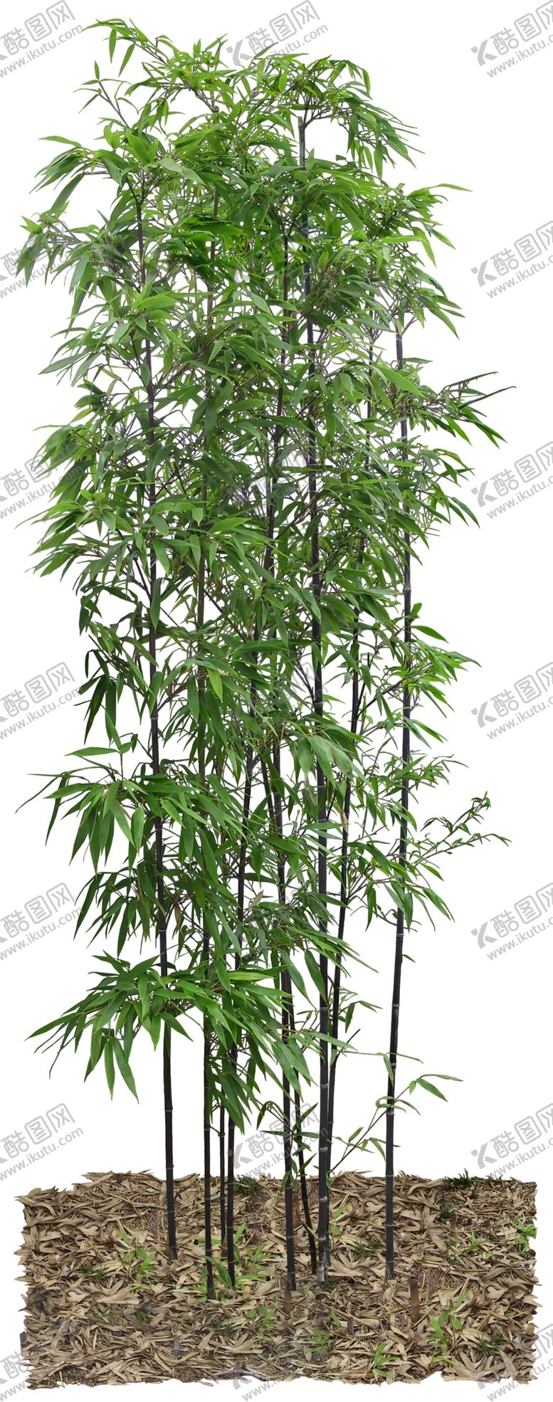 编号：39825505161132289376【酷图网】源文件下载-免扣植物树木素材图片