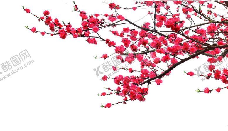 编号：44086207131737161482【酷图网】源文件下载-梅花