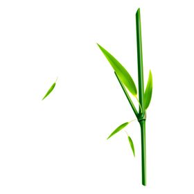 钻石竹子图片阳光竹子竹海