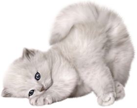 猫宠物猫宠物小猫猫咪