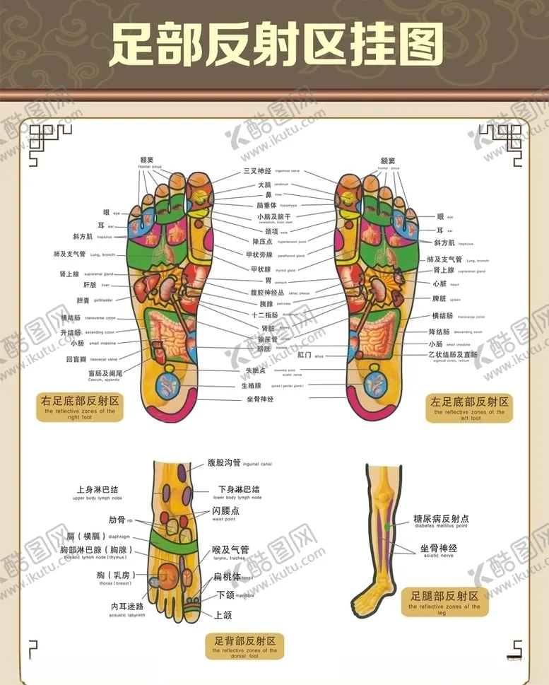 编号：78341504070242133004【酷图网】源文件下载-足部反射区挂图