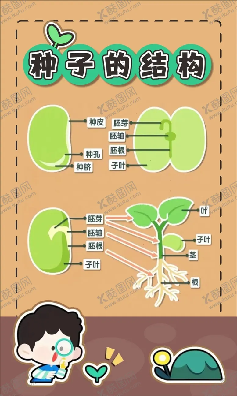 编号：26537409191747283028【酷图网】源文件下载-种子的结构1