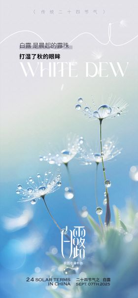 白露露珠节气海报