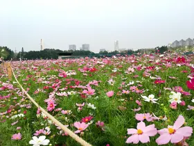 薰衣花海海报