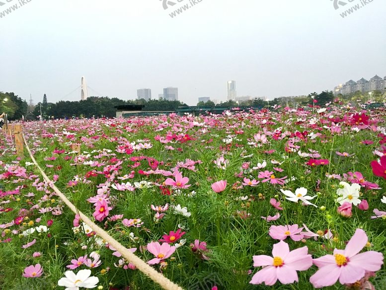 编号：37172501171112261124【酷图网】源文件下载-花海