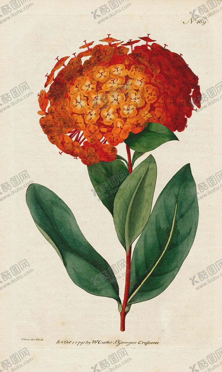 编号：77298206150023145903【酷图网】源文件下载-欧式复古色调花朵植物