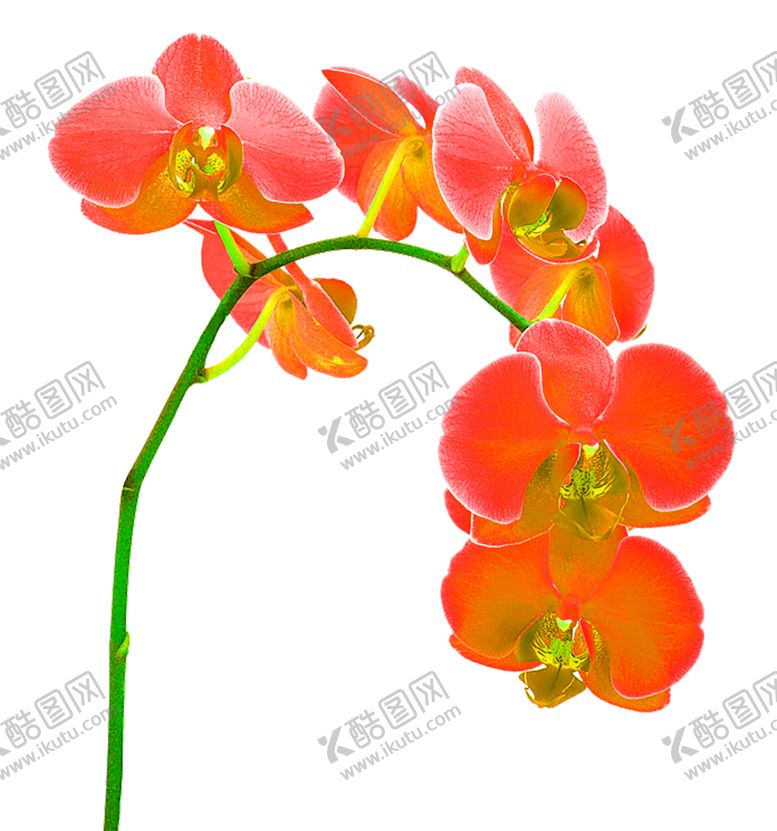 编号：78067510101404031263【酷图网】源文件下载-花素材