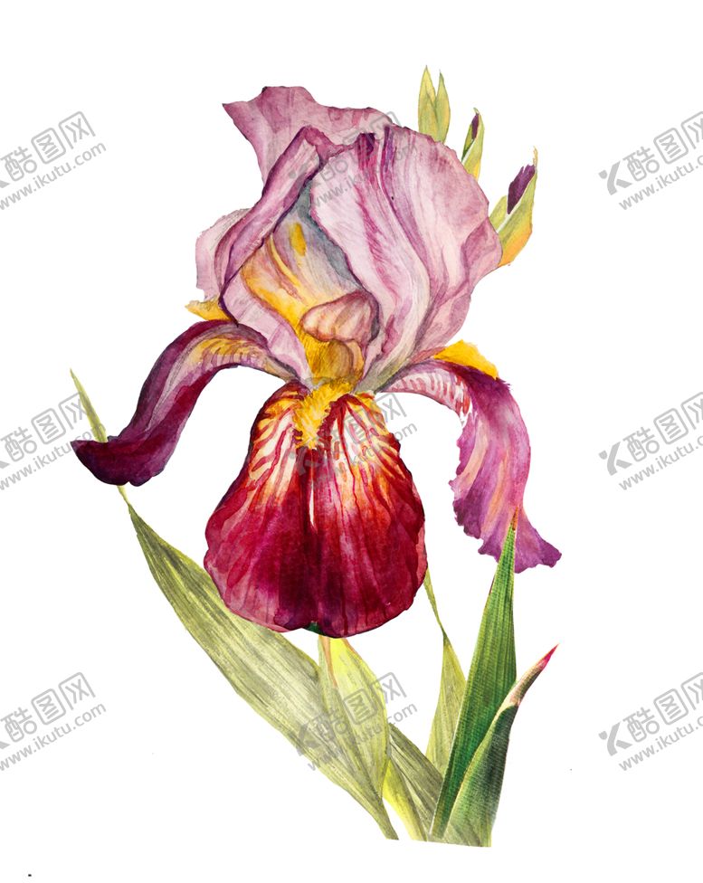 编号：27317309192318276178【酷图网】源文件下载-手绘植物