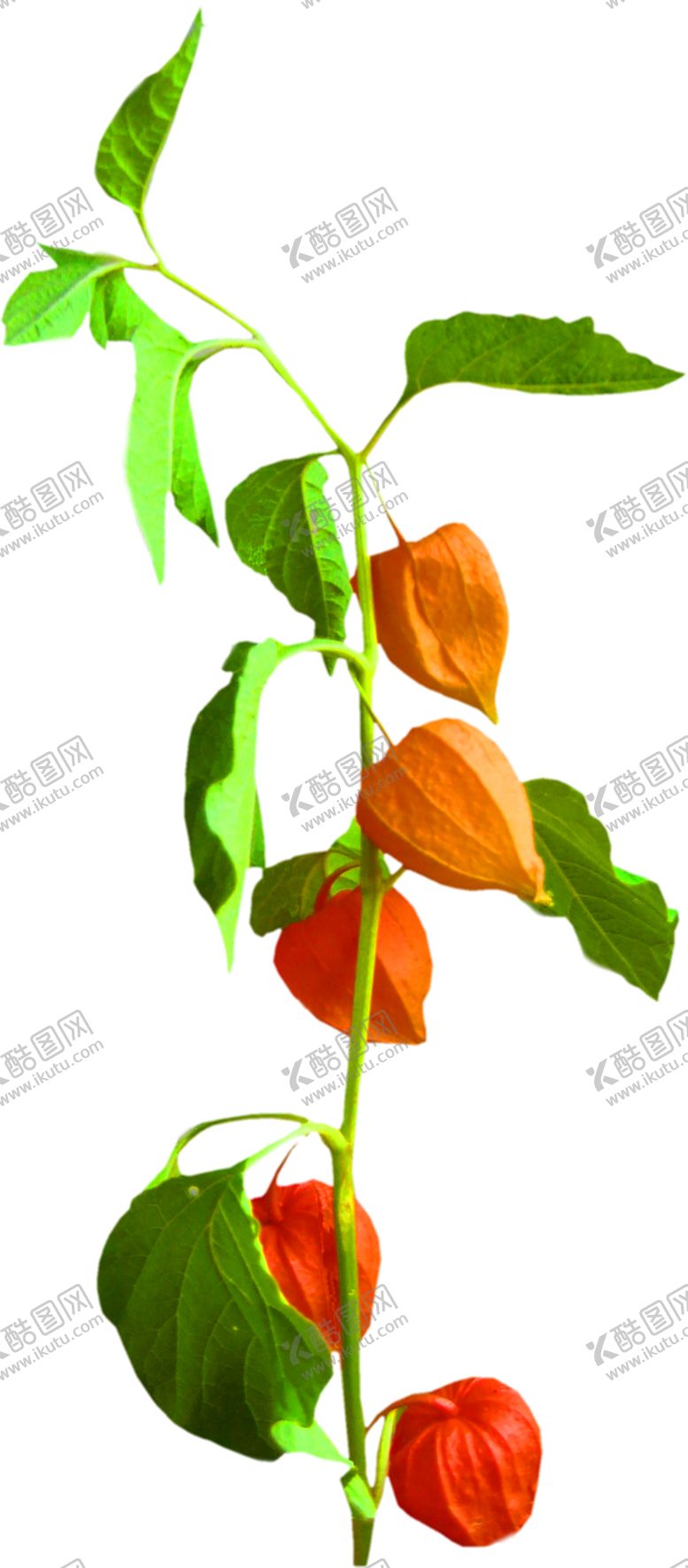 编号：14312409272118449312【酷图网】源文件下载-浪漫素材