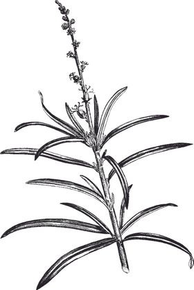 Ai矢量中草药素材