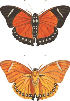 自然昆虫标本插画