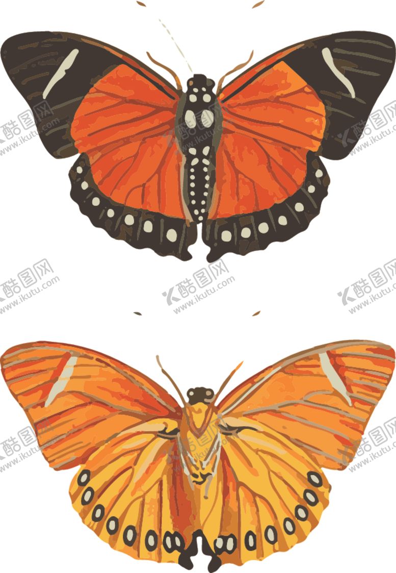 编号：95889610041502524403【酷图网】源文件下载-自然昆虫标本插画