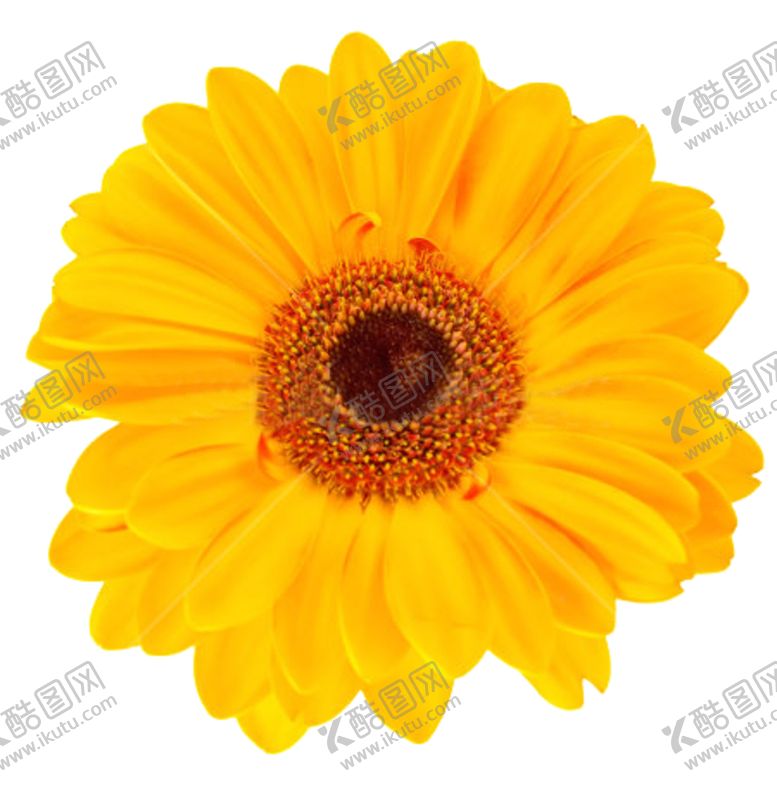 编号：37452704162304137844【酷图网】源文件下载-黄色菊花