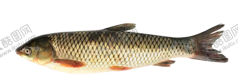 编号：37585309101418293739【酷图网】源文件下载-鲤鱼食材海鲜水产素材