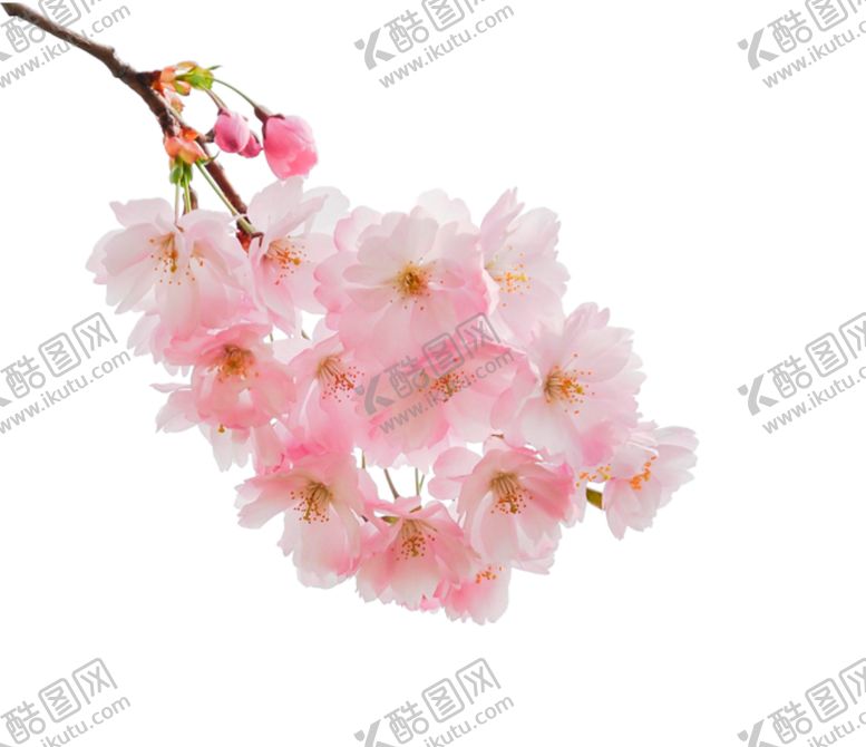 编号：24972809120917484534【酷图网】源文件下载-手绘桃花