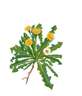 草本植物药材