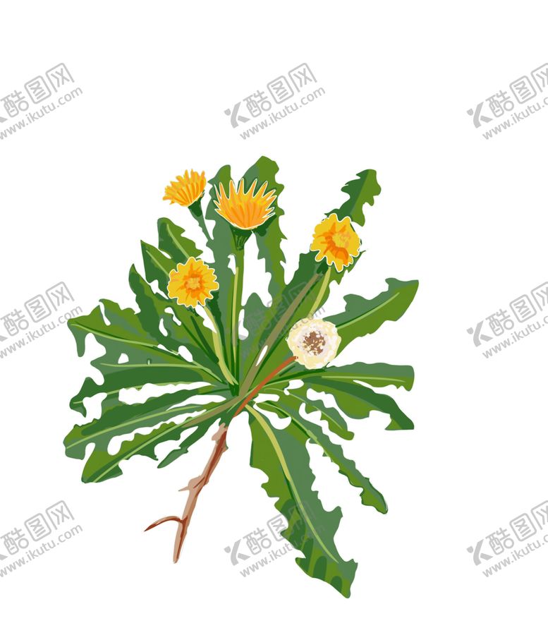编号：18337505021743298534【酷图网】源文件下载-草本植物药材