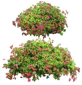园林植物