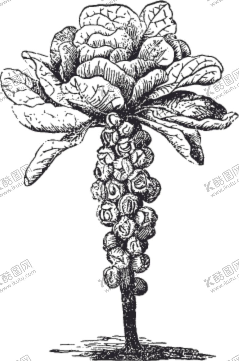 编号：45963910271930053005【酷图网】源文件下载-素描手绘蔬菜