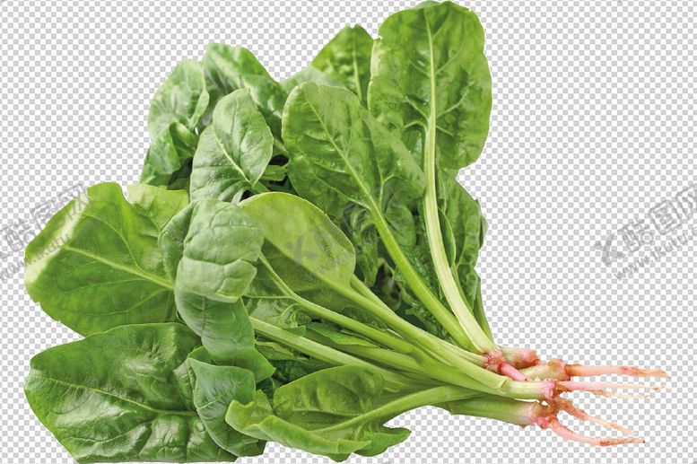 编号：99278409190321112802【酷图网】源文件下载-菠菜