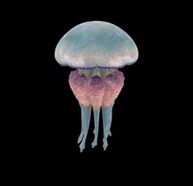 海洋生物