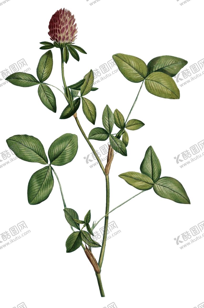 编号：99984807031437073356【酷图网】源文件下载-复古花朵植物图案