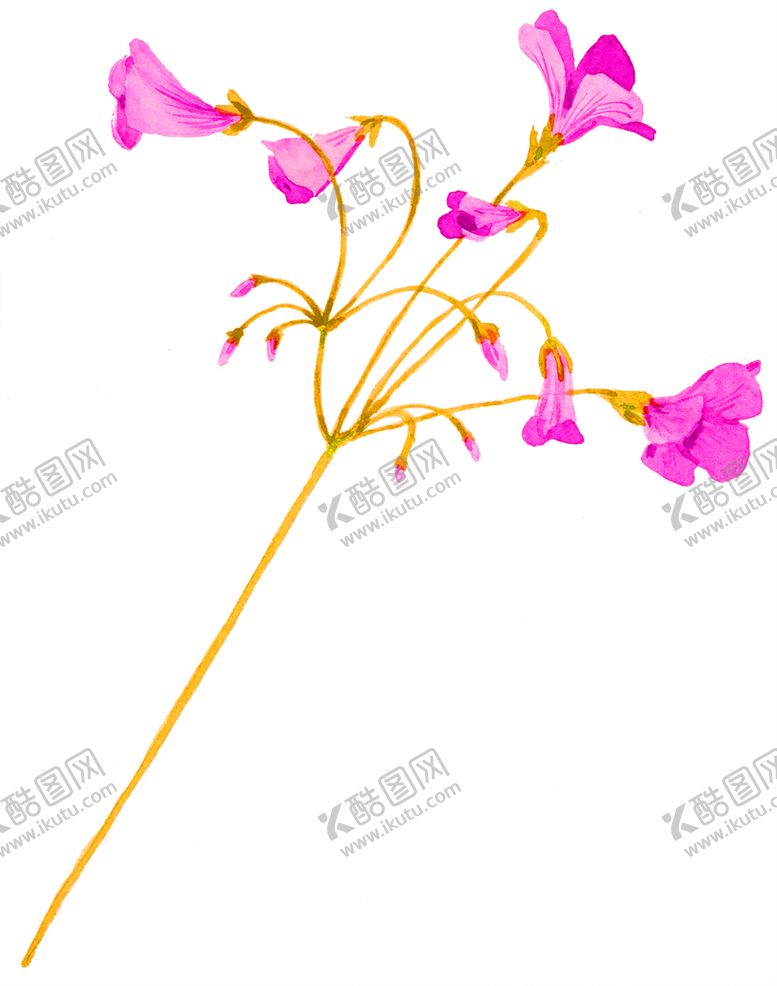 编号：47351105180428031712【酷图网】源文件下载-花素材