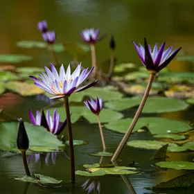 百合花摄影自然景观绽放