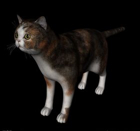 C4D模型狸花猫