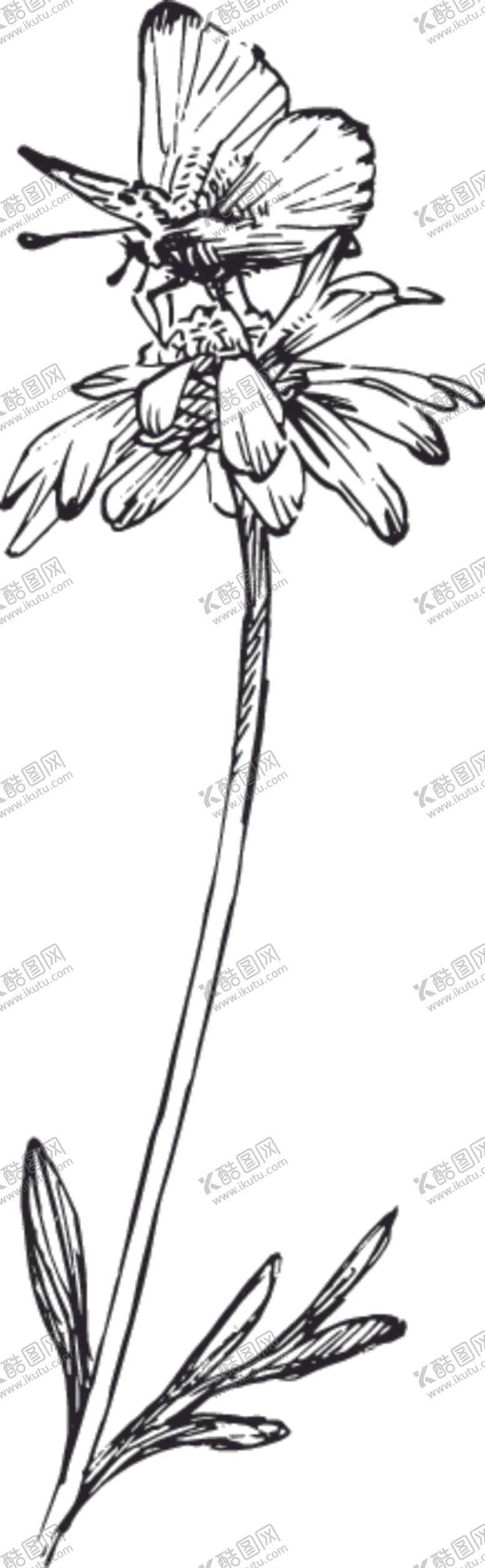 编号：40844309161836576659【酷图网】源文件下载-素描鲜花