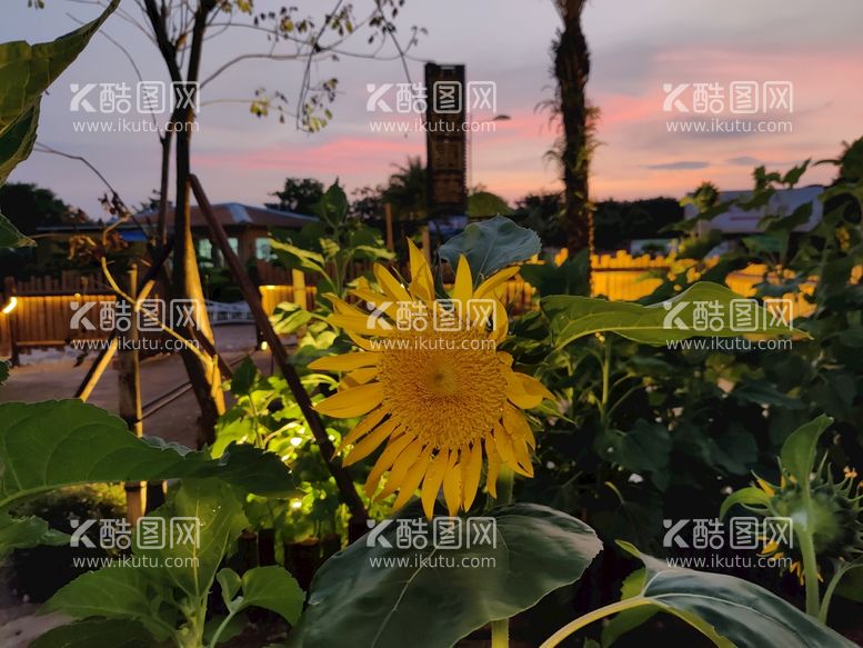 编号：84396110171427361102【酷图网】源文件下载-向日葵雨后